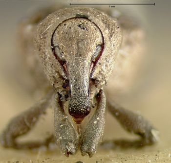 Media type: image;   Entomology 5300 Aspect: head frontal view